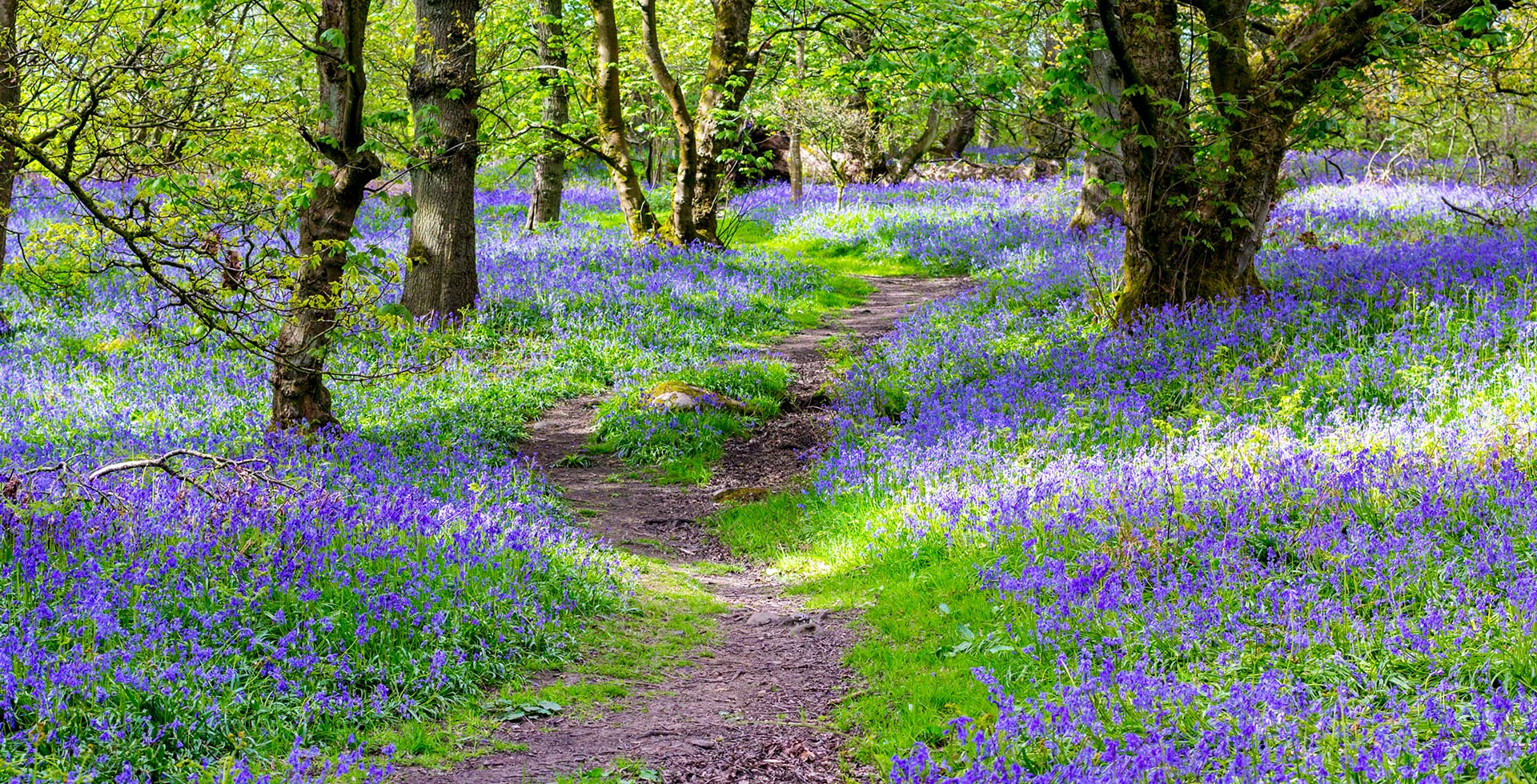 woodland bluebells